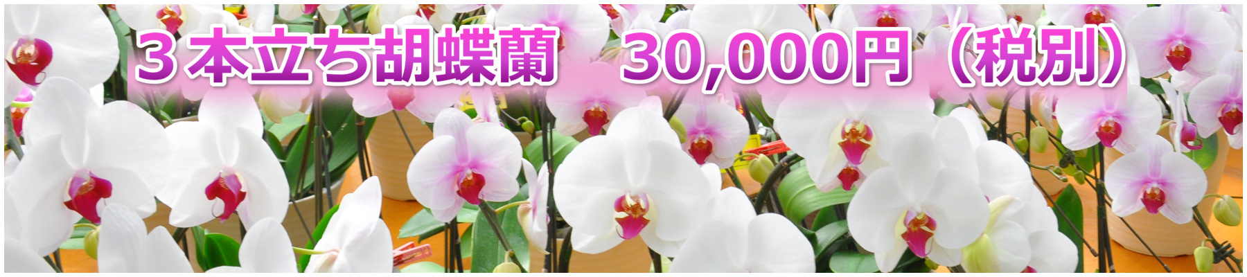 お祝い用胡蝶蘭