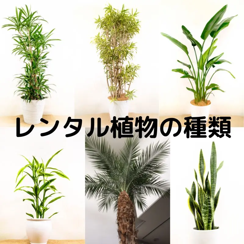 レンタル植物の種類