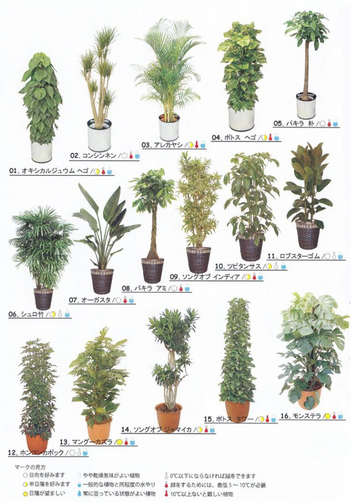 観葉植物販売用カタログ左