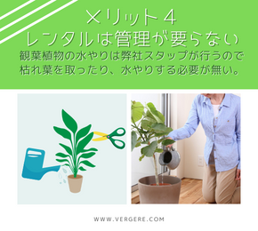 東京オフィス専門の観葉植物レンタル