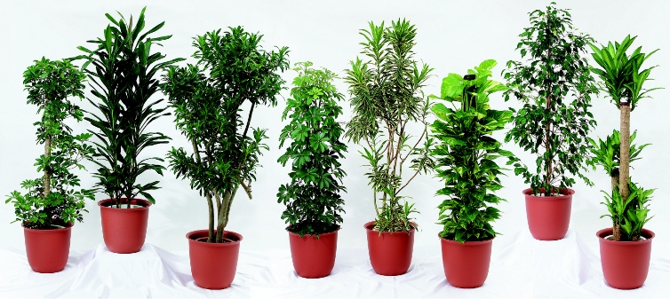 観葉植物レンタルカタログ 観葉植物レンタルとグリーンレンタルのヴェルジェ 観葉植物レンタルカタログ 観葉植物レンタルとグリーンレンタルのヴェルジェ