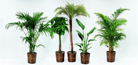 トロピカル実 観葉植物レンタルとグリーンレンタルのヴェルジェ