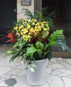 寄せ植え