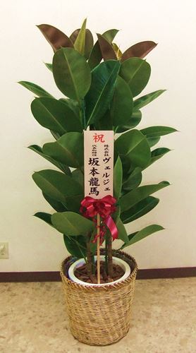 観葉植物お祝い販売お届け 観葉植物レンタルとグリーンレンタルのヴェルジェ 観葉植物お祝い販売お届け 観葉植物レンタルとグリーンレンタルのヴェルジェ