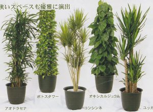 観葉植物カタログ