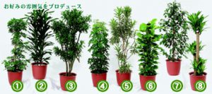 観葉植物の種類