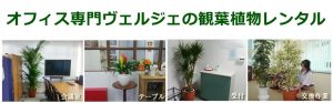 ヴェルジェの観葉植物レンタル