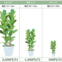 観葉植物の価格表