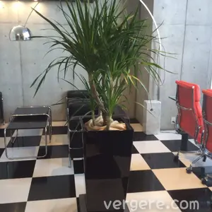 オフィスの観葉植物