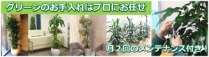 観葉植物レンタル