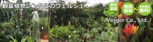 観葉植物レンタル