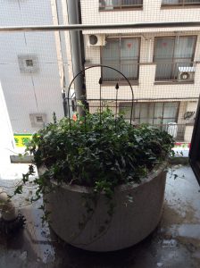 アイビー植え替え