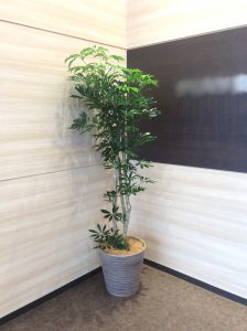 観葉植物レンタル