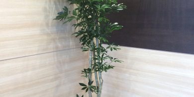 観葉植物レンタル