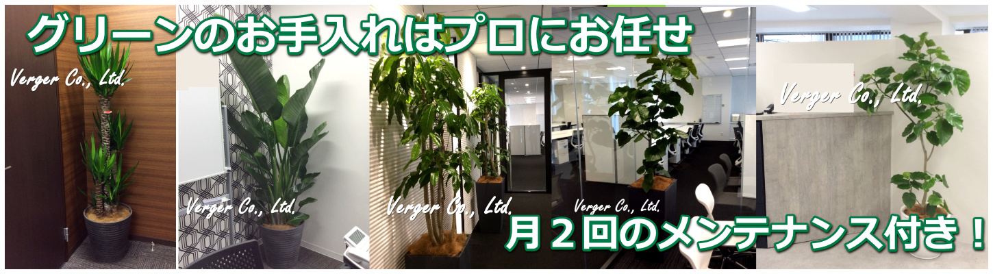 観葉植物レンタルグリーンリース 観葉植物レンタルとグリーンレンタルのヴェルジェ 観葉植物レンタルグリーンリース 観葉植物レンタルとグリーンレンタルのヴェルジェ