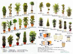 観葉植物カタログ