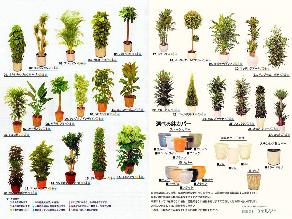 観葉植物レンタルカタログ 観葉植物レンタルグリーン ヴェルジェ