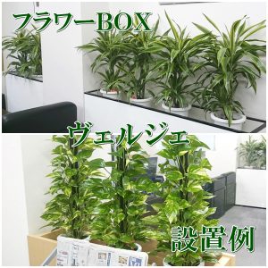 観葉植物をプランターボックスに入れた設置例