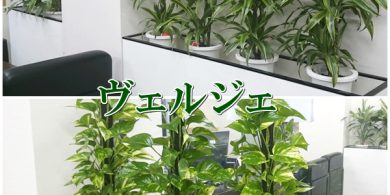 観葉植物をプランターボックスに入れた設置例