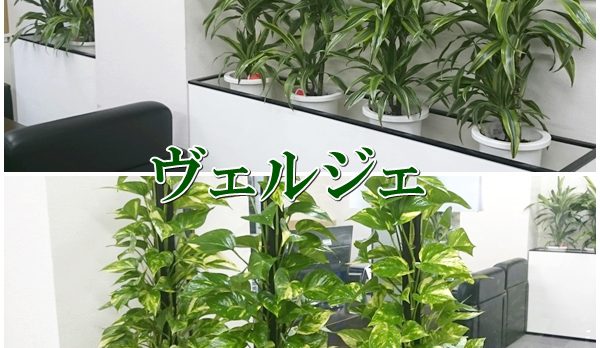 観葉植物をプランターボックスに入れた設置例