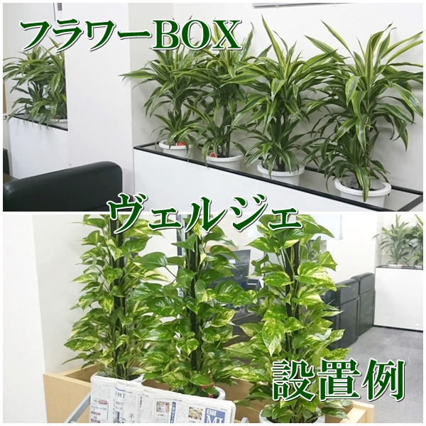 オフィスの観葉植物をプランターボックスに入れた設置例