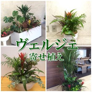 寄せ植え