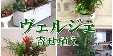 寄せ植え