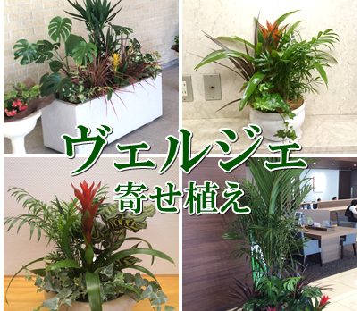 寄せ植え