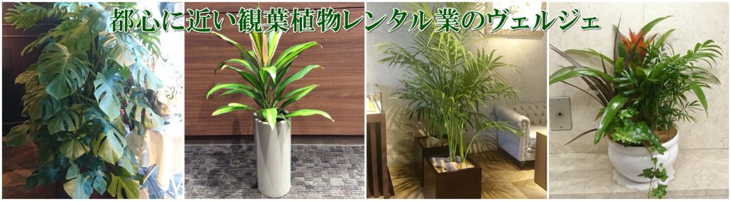 オフィスの観葉植物レンタル設置例