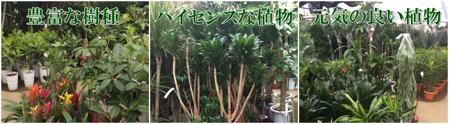 観葉植物をオフィスで育てる方法