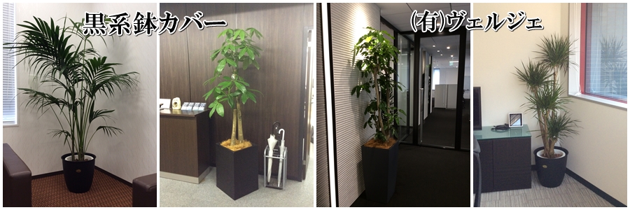 オフィスの観葉植物レンタル設置例黒色系鉢カバー
