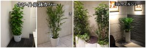 観葉植物レンタル設置例白色系鉢カバー