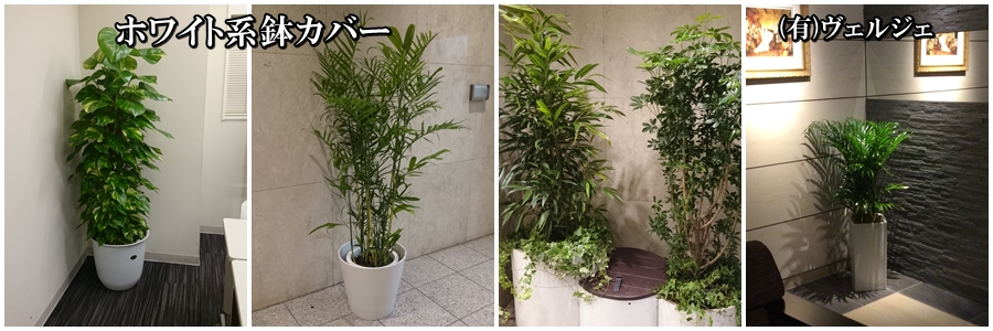 オフィスの観葉植物レンタル設置例白色系鉢カバー