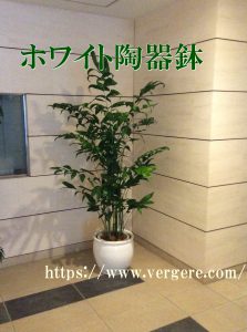 観葉植物レンタル設置例ホワイト陶器鉢