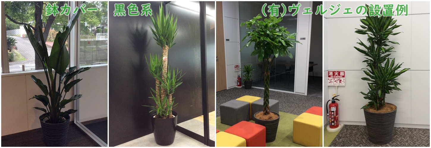 観葉植物レンタルグリーンレンタルのヴェルジェ