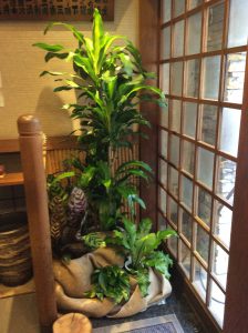 店舗入り口の観葉植物レンタル