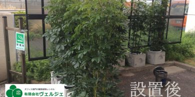 喫煙所に観葉植物