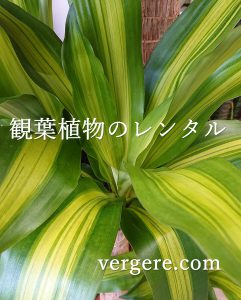 観葉植物レンタル