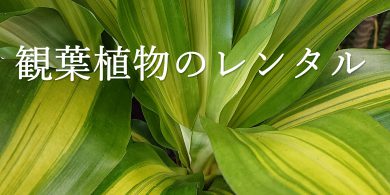 観葉植物レンタル