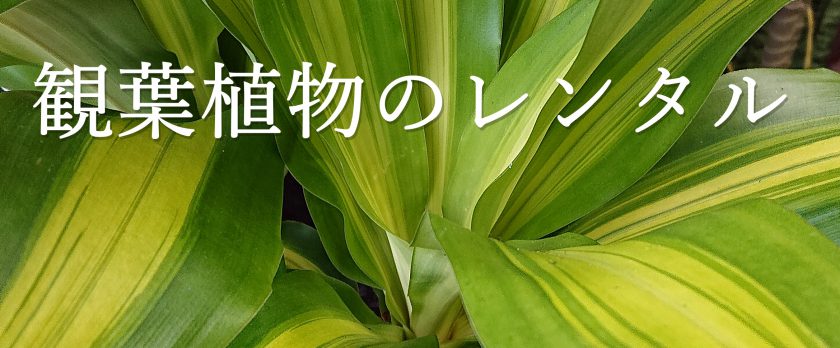 観葉植物レンタル