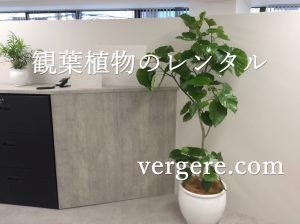 観葉植物レンタル