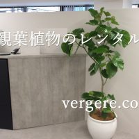 観葉植物レンタルウンベラータ