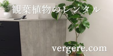 観葉植物レンタルウンベラータ