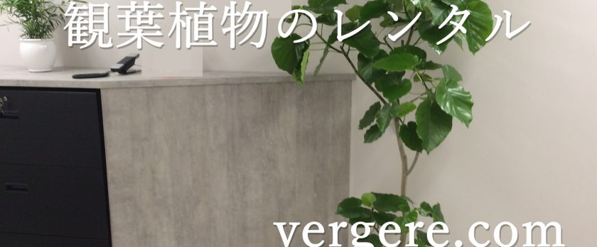 観葉植物レンタルウンベラータ