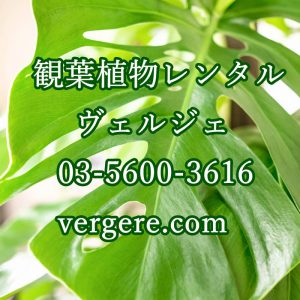 観葉植物レンタルヴェルジェ