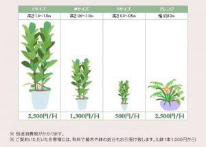 観葉植物レンタル価格表