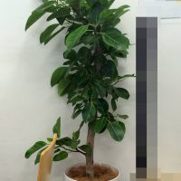 フィカス・アルテシマゴム