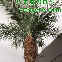 フェニックスロベレニー