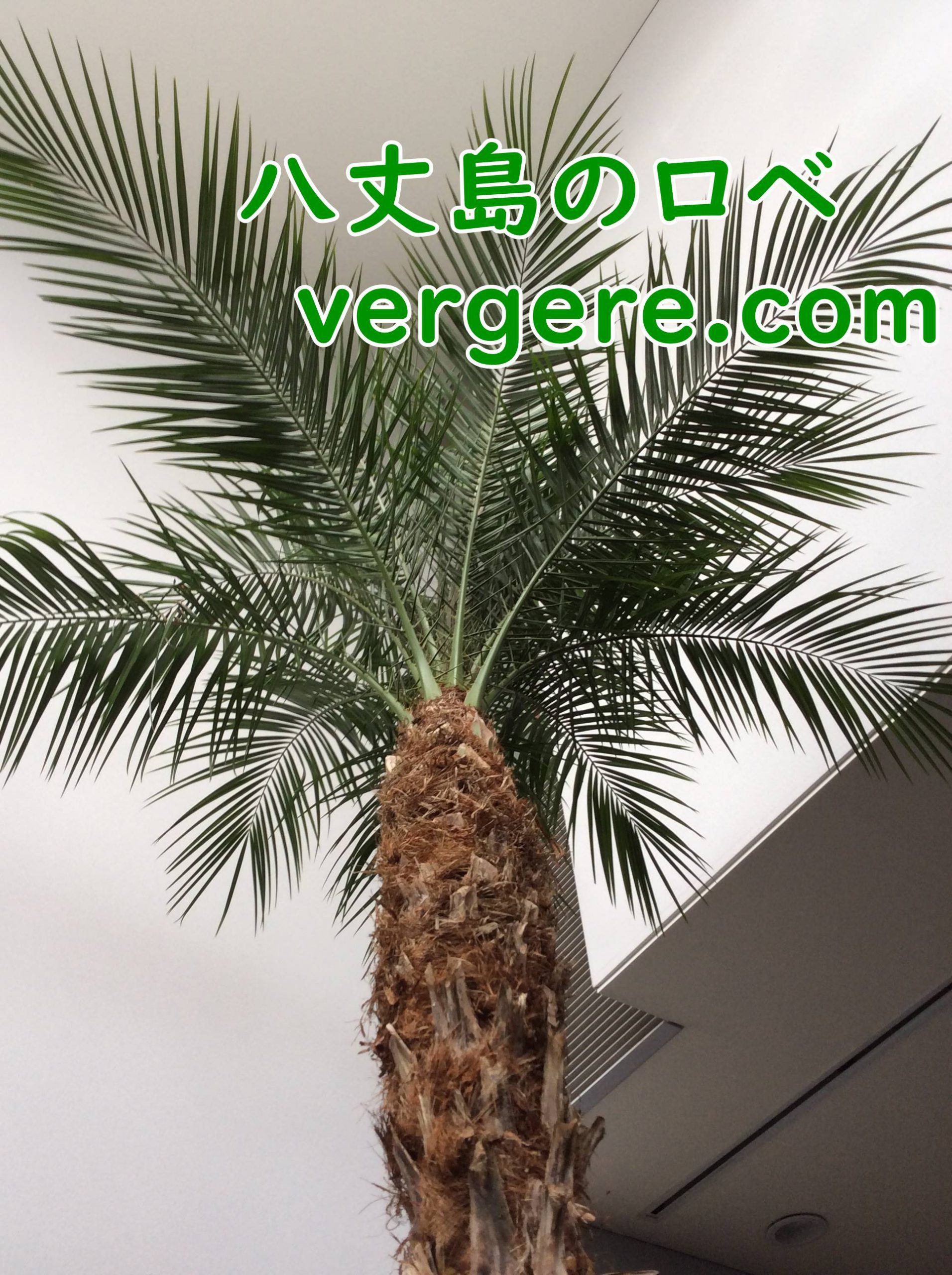 オフィスにフェニックスロベレニー | 観葉植物レンタルとグリーン