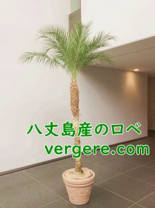 八丈島産のフェニックスロベレニー